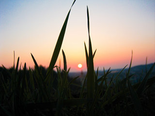 Abend, Gräser, Sonnenuntergang