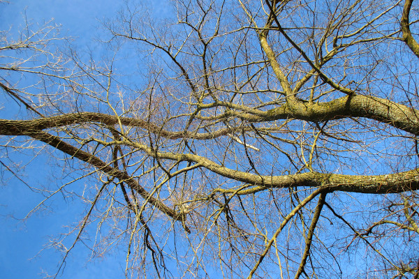 Bäume, verbunden, Vorfrühling