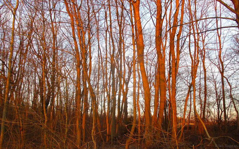 Bäume im Abensonnenlicht