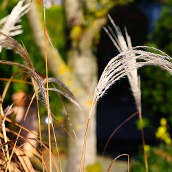 Zwischen Sommer und Herbst - Gras und Baum