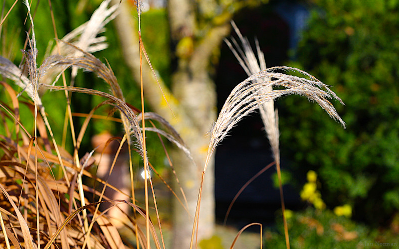 Zwischen Sommer und Herbst - Gras und Baum