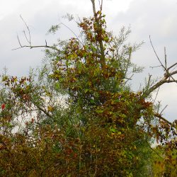 Zwei Herbste