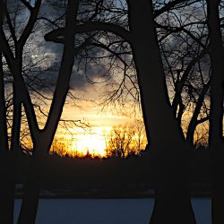 Verbundene Bäume im winterlichen Abendlich