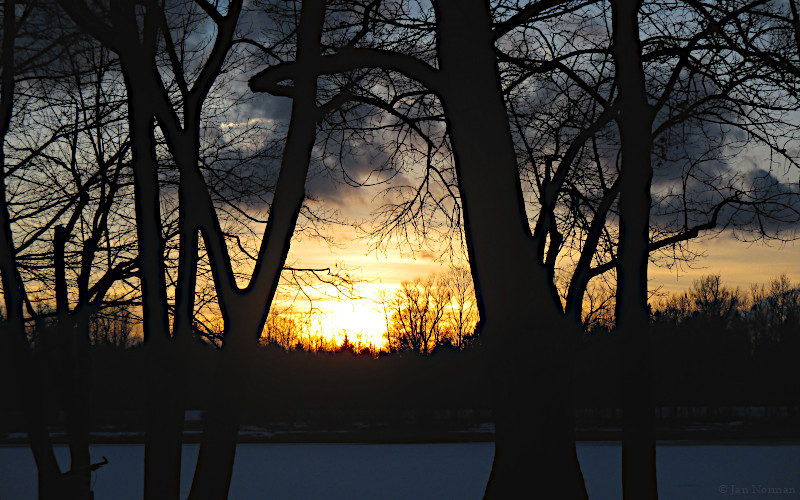 Verbundene Bäume im winterlichen Abendlich