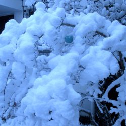 Schnee und ein letzter Mohikaner