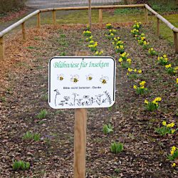 Blühwiese für Insekten