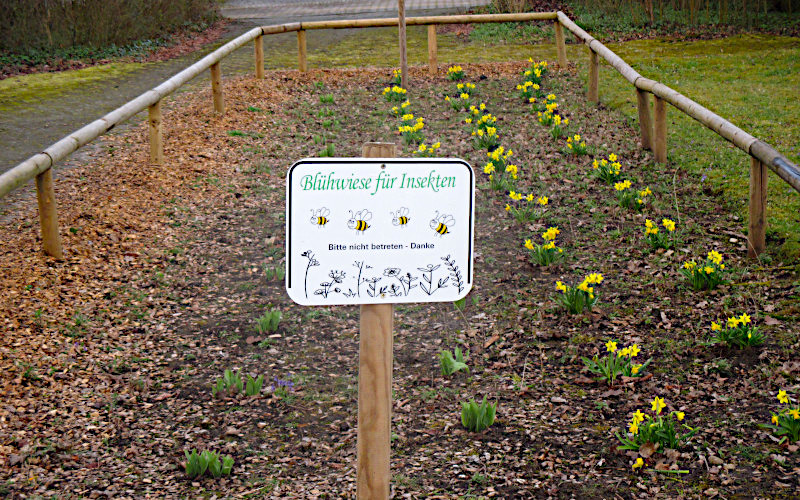 Blühwiese für Insekten