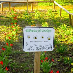 Blühwiese für Insekten, die zweite