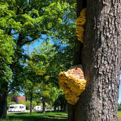 Wenn Pilze aus dem Baum schießen