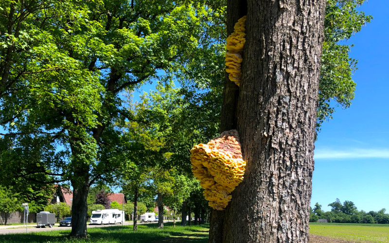 Wenn Pilze aus dem Baum schießen