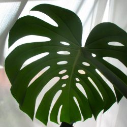Monstera