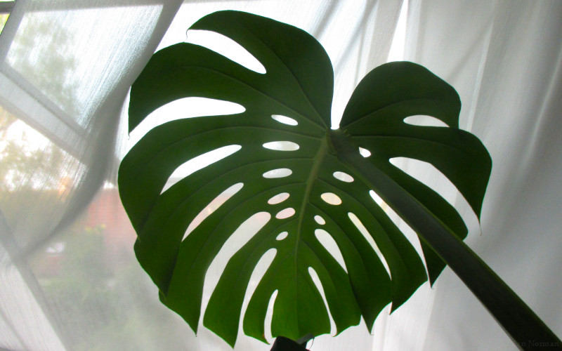 Monstera