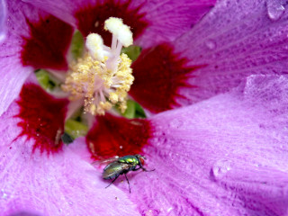 Fliege, Blume