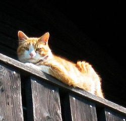 Katze, Balkon (Joschi)